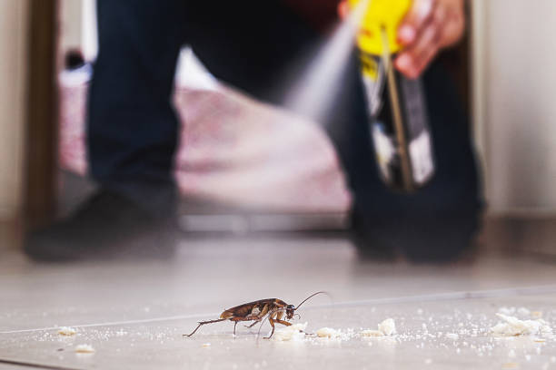 Best Pest Prevention Services  in Diamondhead, MS